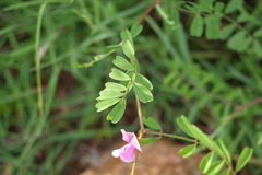 Tephrosia maxima